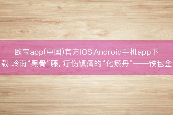 欧宝app(中国)官方IOS|Android手机app下载 岭南“黑骨”藤， 疗伤镇痛的“化瘀丹”——铁包金